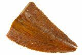 Serrated Raptor Tooth - Real Dinosaur Tooth #300806-1
